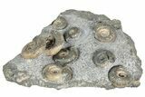 Fossil Ammonite (Dactylioceras) Cluster - Isle of Skye, Scotland #240739-2
